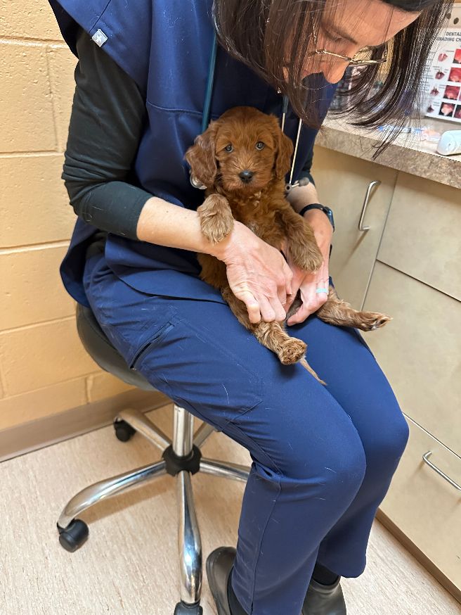 Seven weeks vet 4