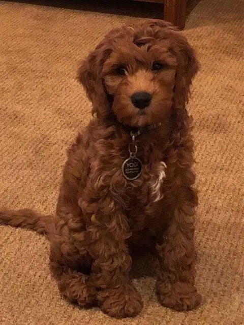 Testimonials about our Labradoodle puppies