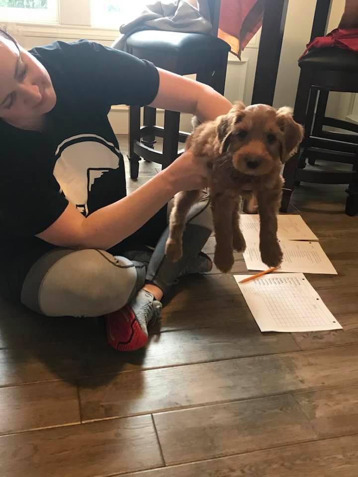 Hazel’s puppies are home with their forever families