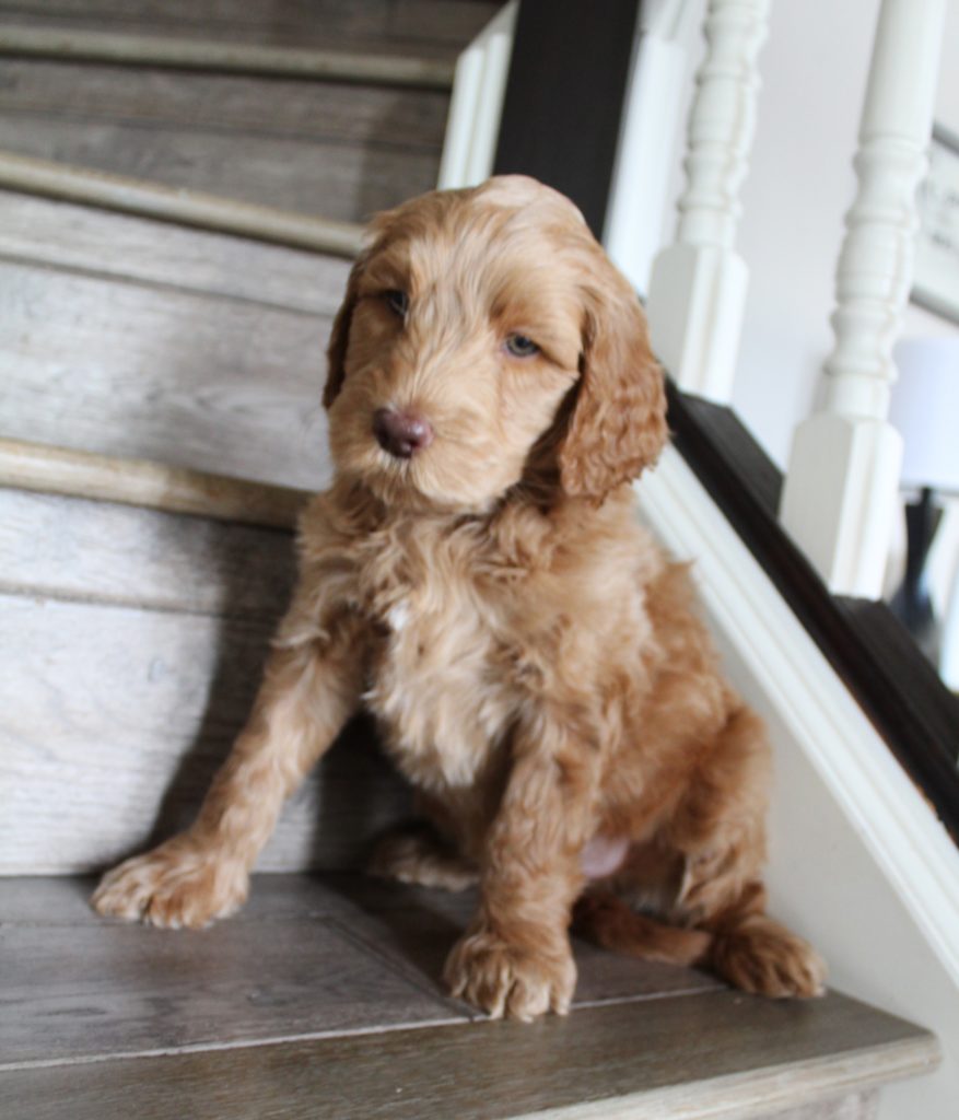 Lizzy and Basil’s pups went home