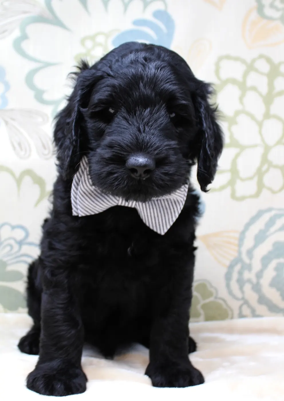 Oregon standard labradoodle breeders