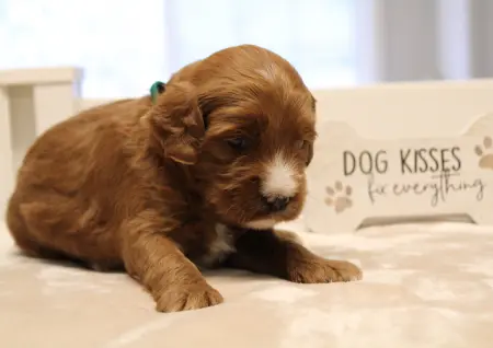 Three weeks Max 2