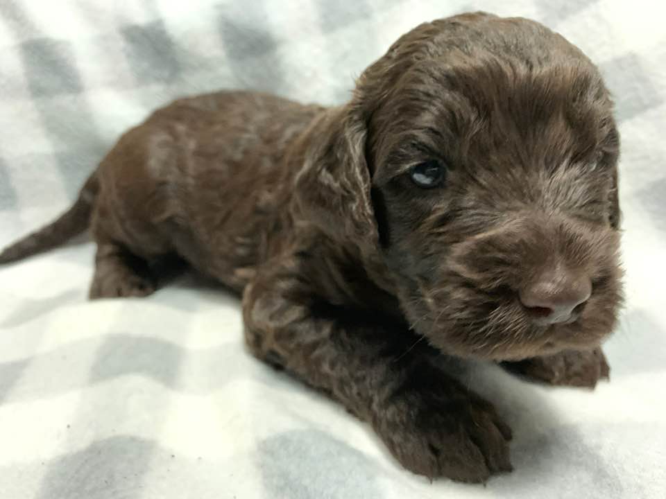 Gracie’s puppies are with their forever families
