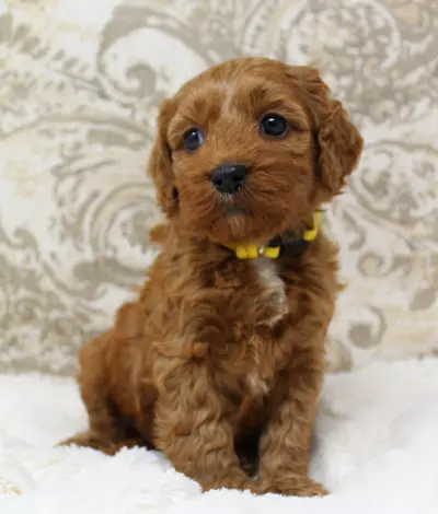 Five weeks Milly