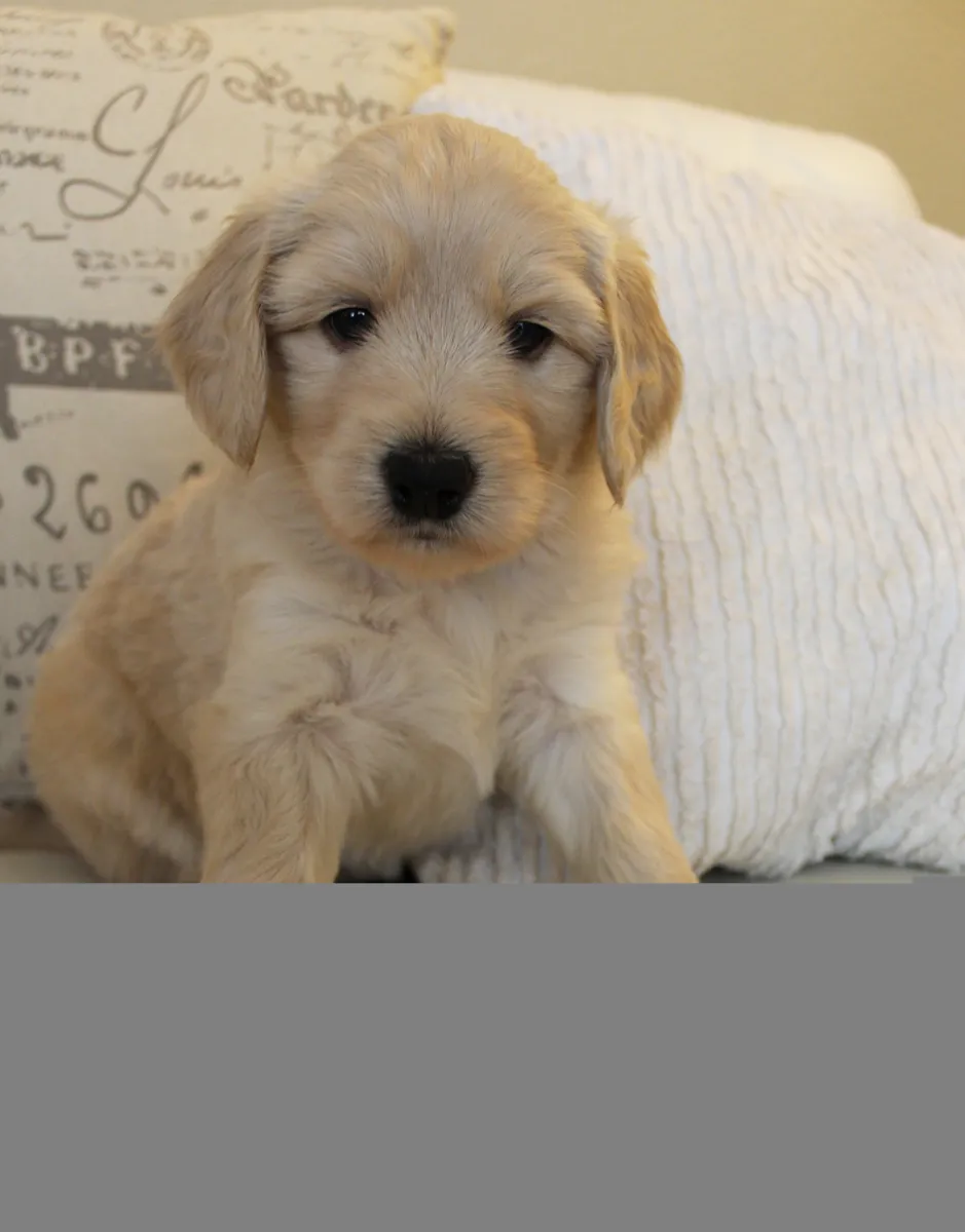 Roo and Basil’s puppies are with their forever families