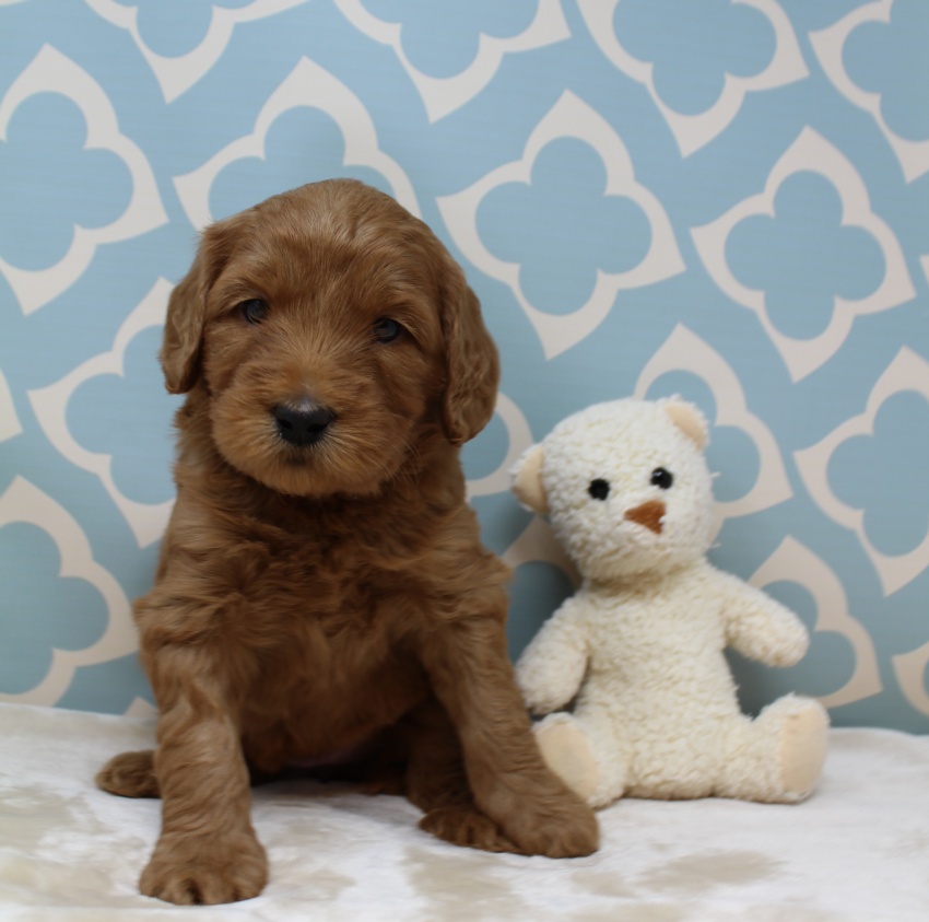 Hazel and Barkley’s puppies are home