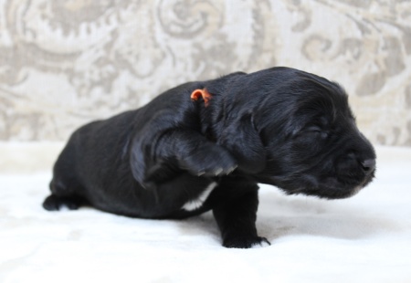 Vancouver Portland Oregon labradoodles puppies