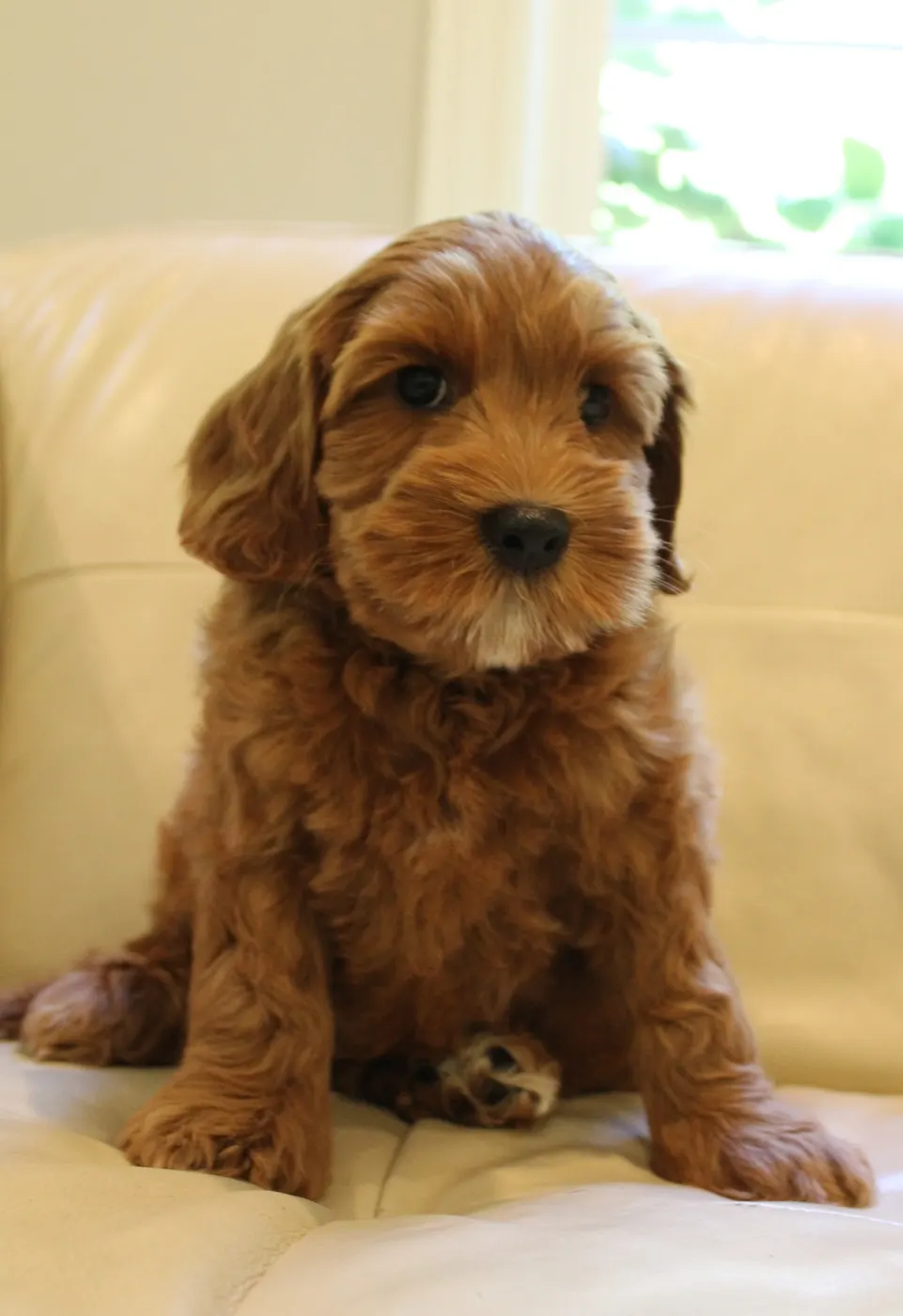 Ally and Watson’s litter is home