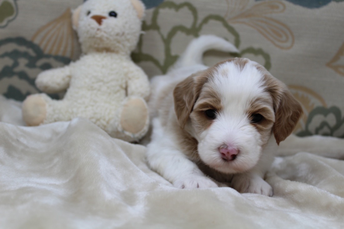 Clara Jane and Bear’s pups are home