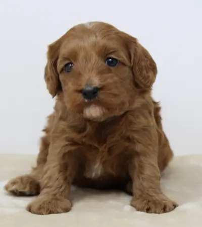 Four weeks Mandy 1