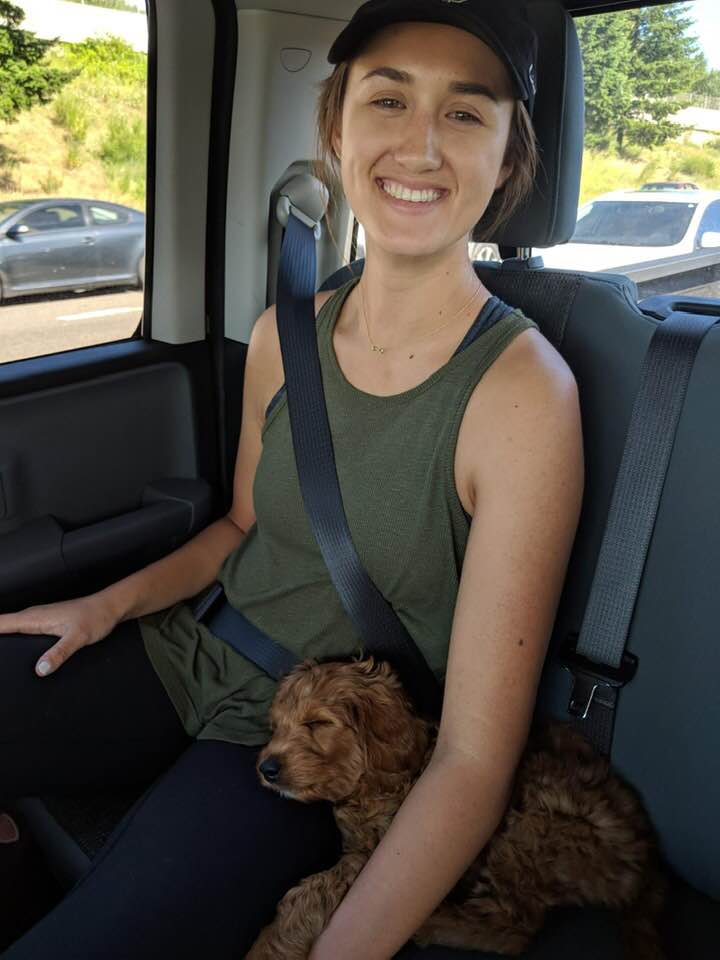 Australian Labradoodles breeders