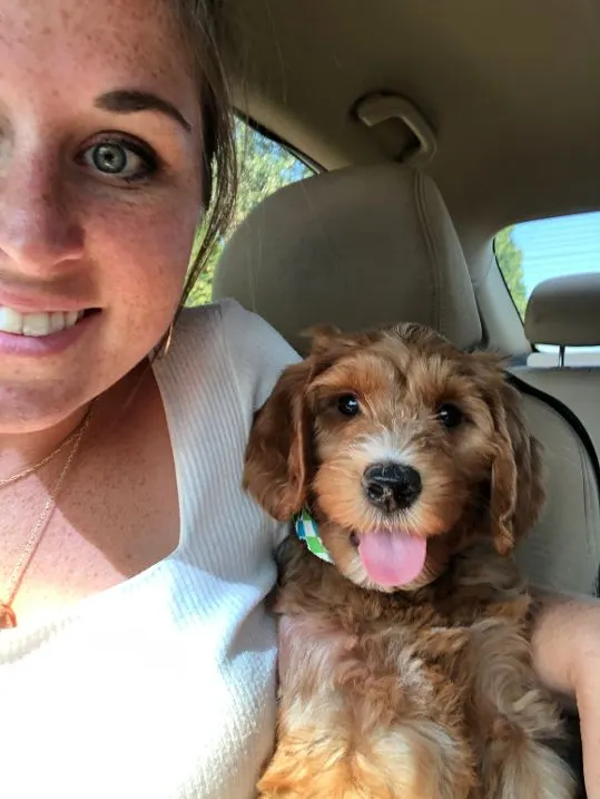 Washington best Labradoodle puppy breeders