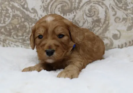 Ava and Watson's puppies