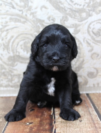 Four weeks Kip 4