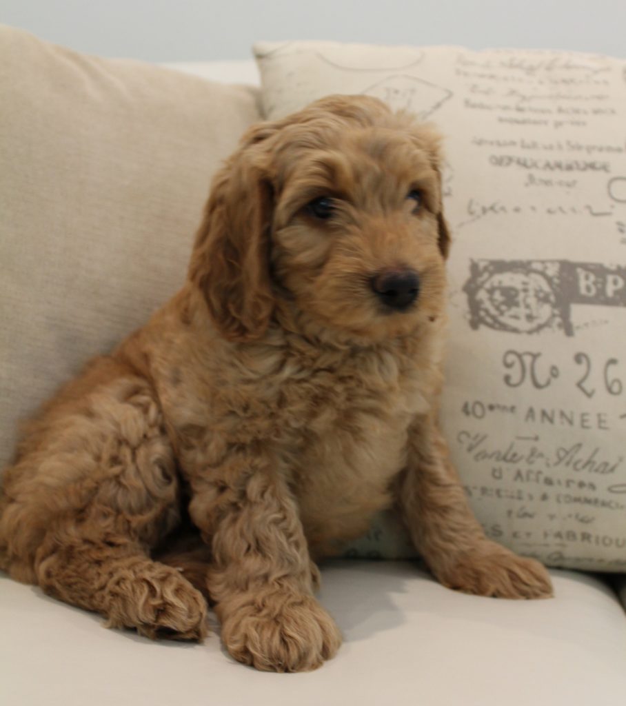 Labradoodles Oregon Portland