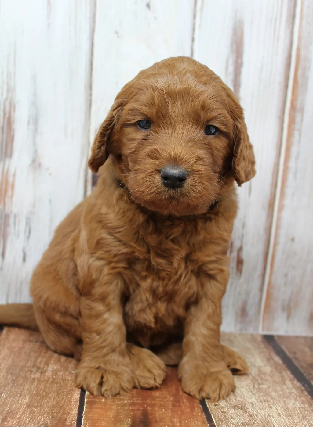 Gracie’s puppies are with their forever families