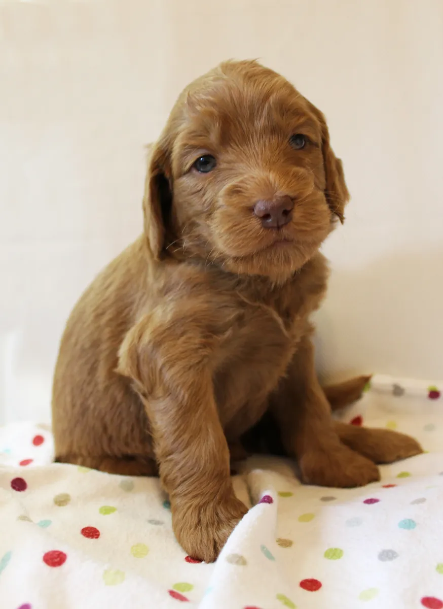 Roo and Basil’s puppies are with their forever families