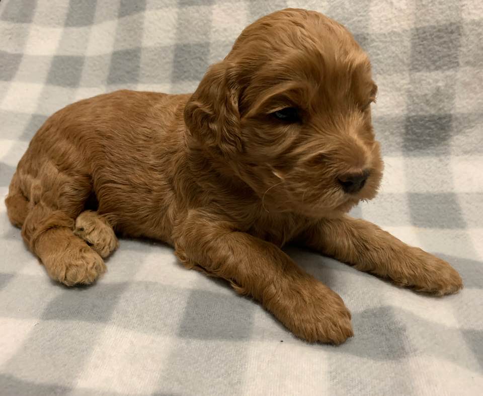 standard labradoodle puppies Oregon Portland Salem