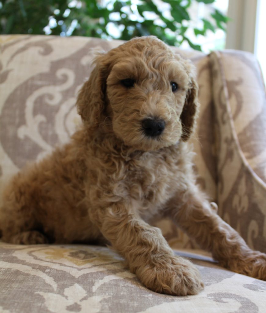 Salem Beaverton Sherwood labradoodle puppies