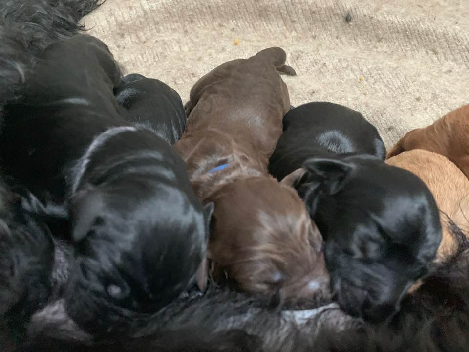 Gracie’s puppies are with their forever families