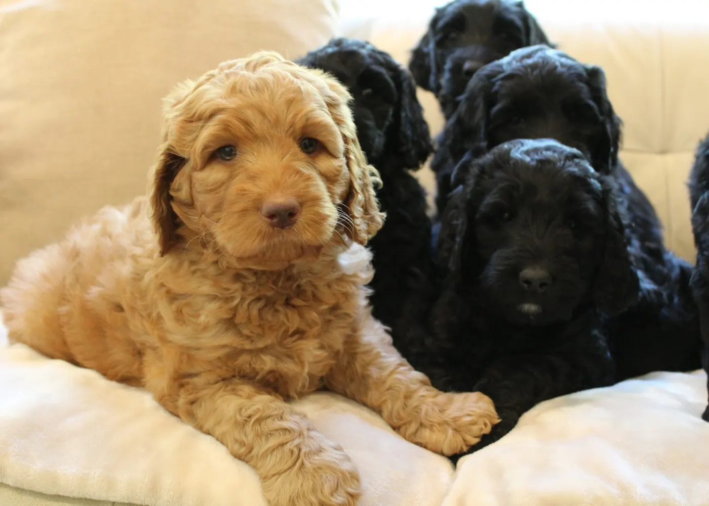 Gracie’s puppies are with their forever families