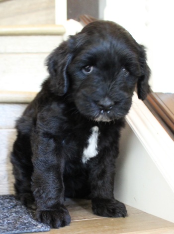 Six weeks Kip 3