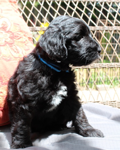 Seven weeks Kip outside 2