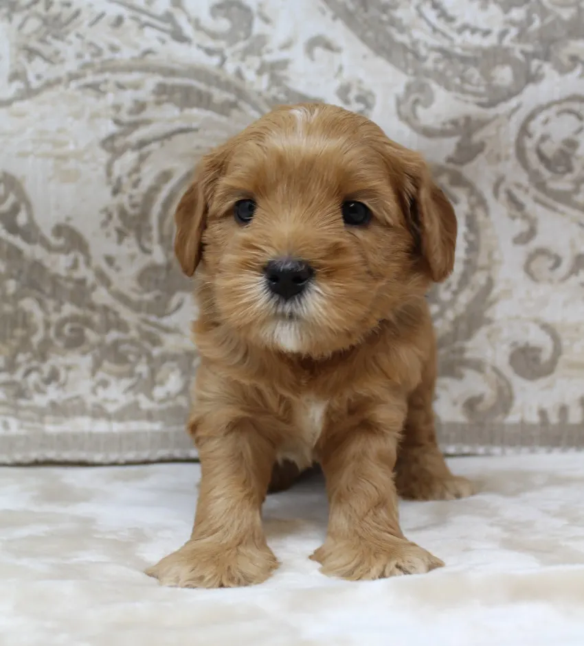 Ally and Watson’s litter is home