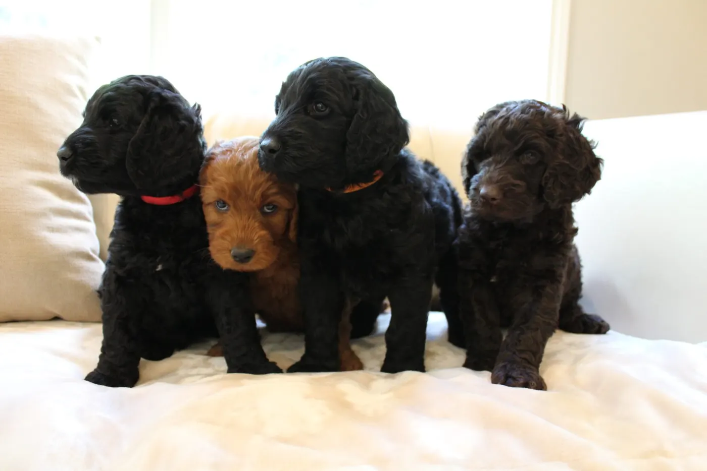 Gracie’s puppies are with their forever families