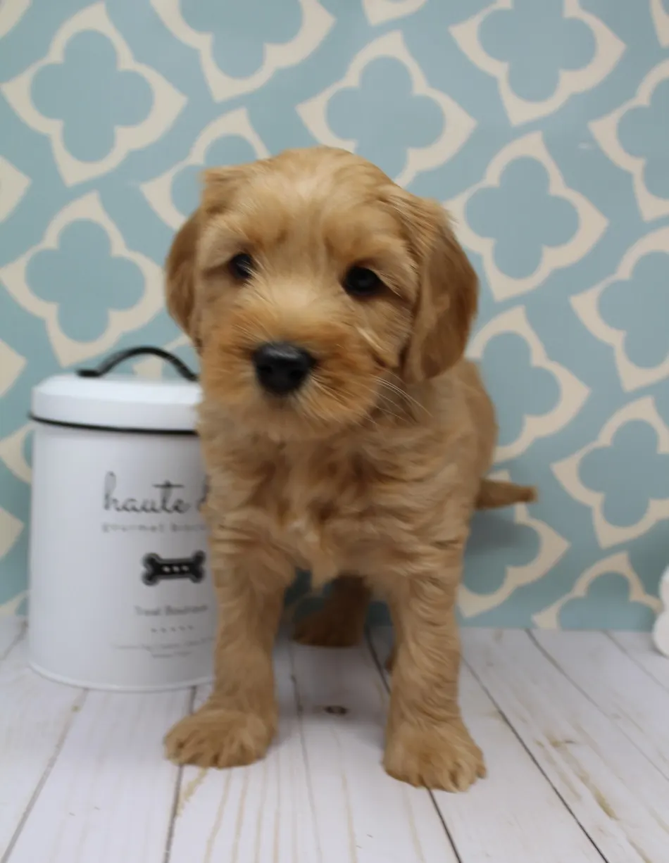 Emma and Watson’s puppies are home