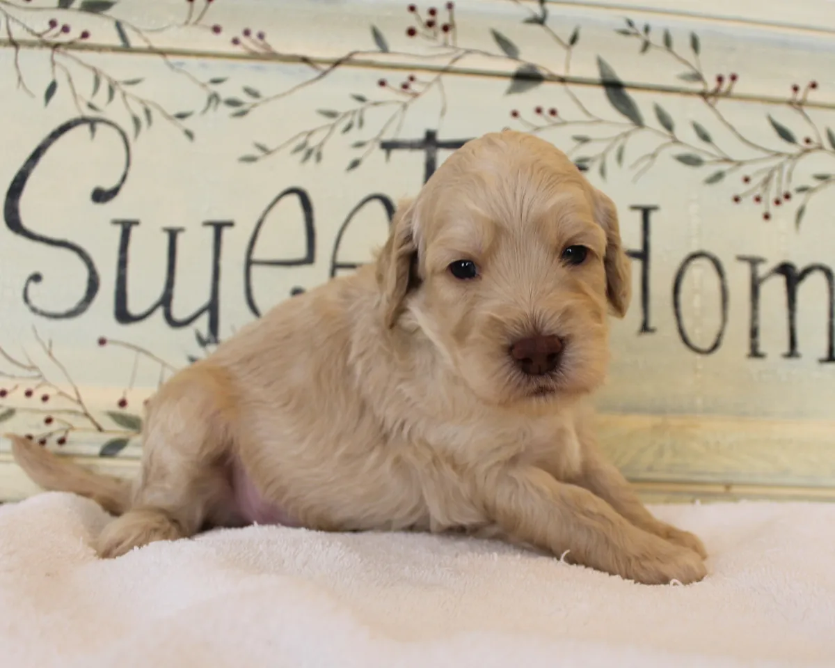 Roo and Basil’s puppies are with their forever families