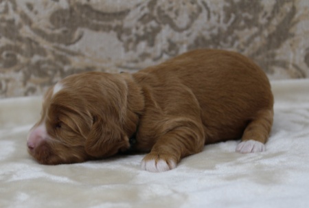 Puppy Culture puppies best Oregon breeder