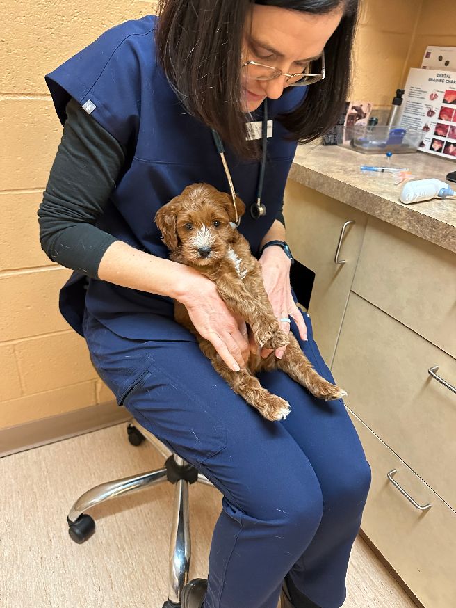 Seven weeks vet 5