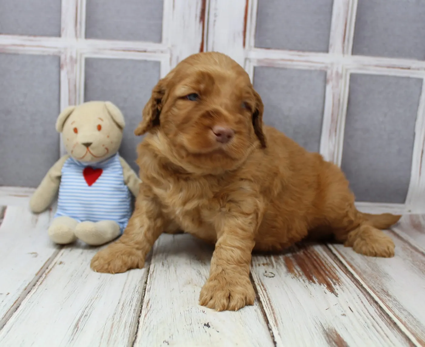 Gracie’s puppies are with their forever families