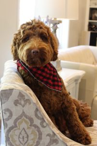 Lola, a Valley Vineyard parent dog, sitting on an armchair wearing a plaid bandana