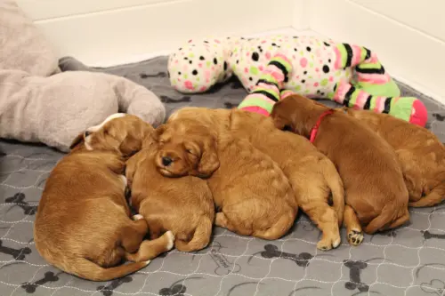 Two weeks litter