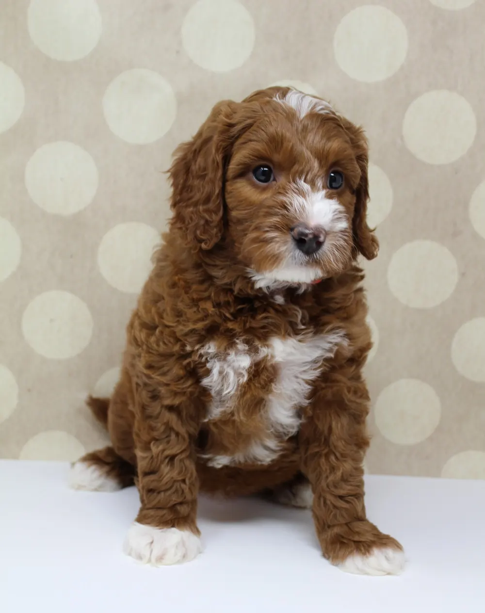 Gretel and Gunner’s puppies are home