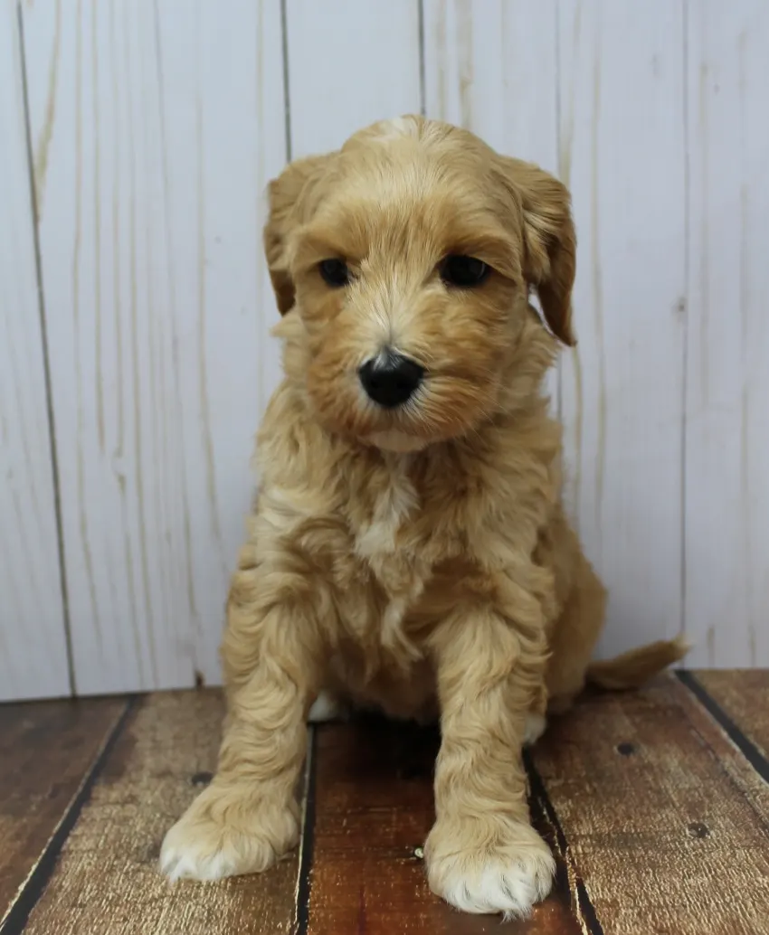 Clara Jane and Bear’s pups are home