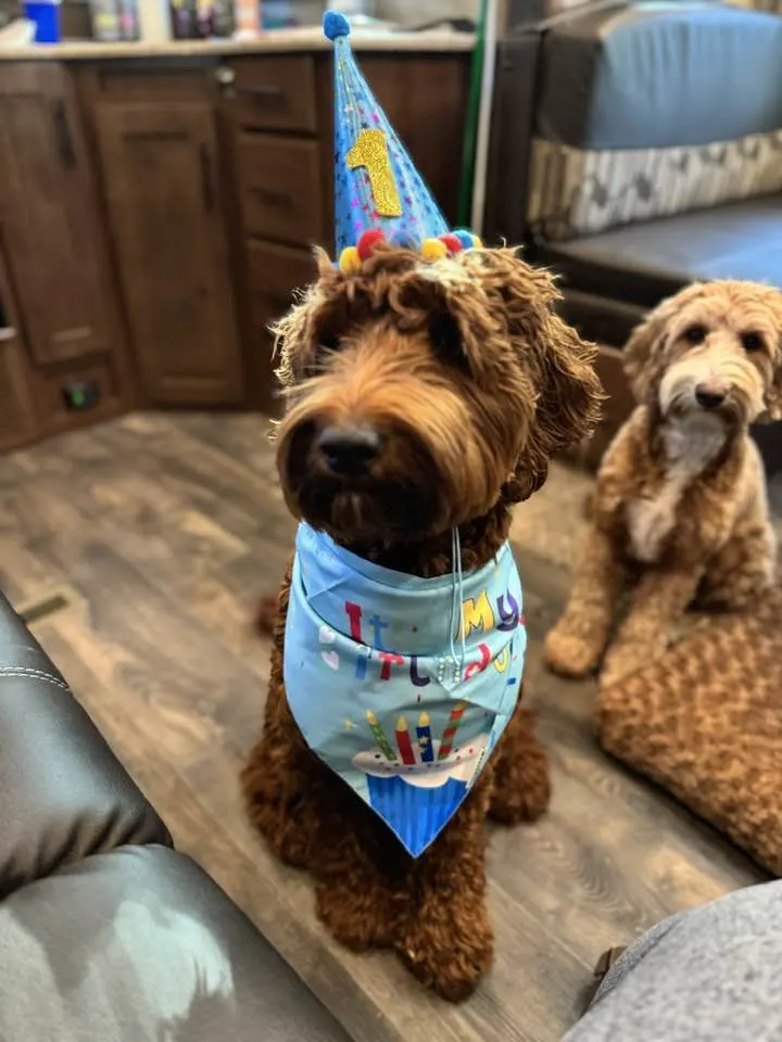Gus turns 1