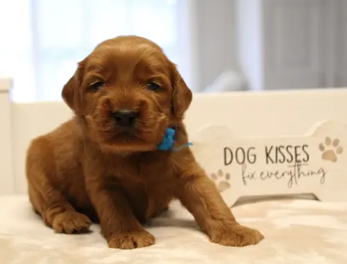 Three weeks Milo