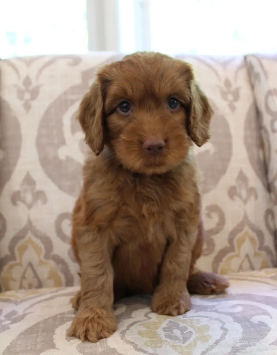 Hazel and Barkley’s puppies are home