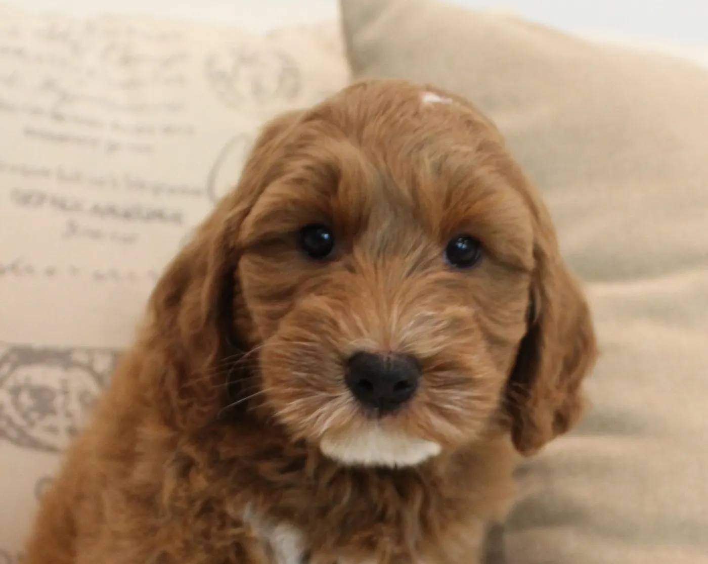 Ally and Watson’s litter is home