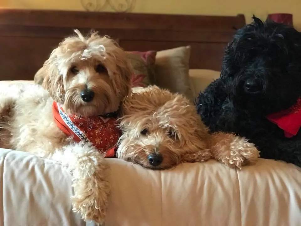 Valley Vineyard Labradoodle