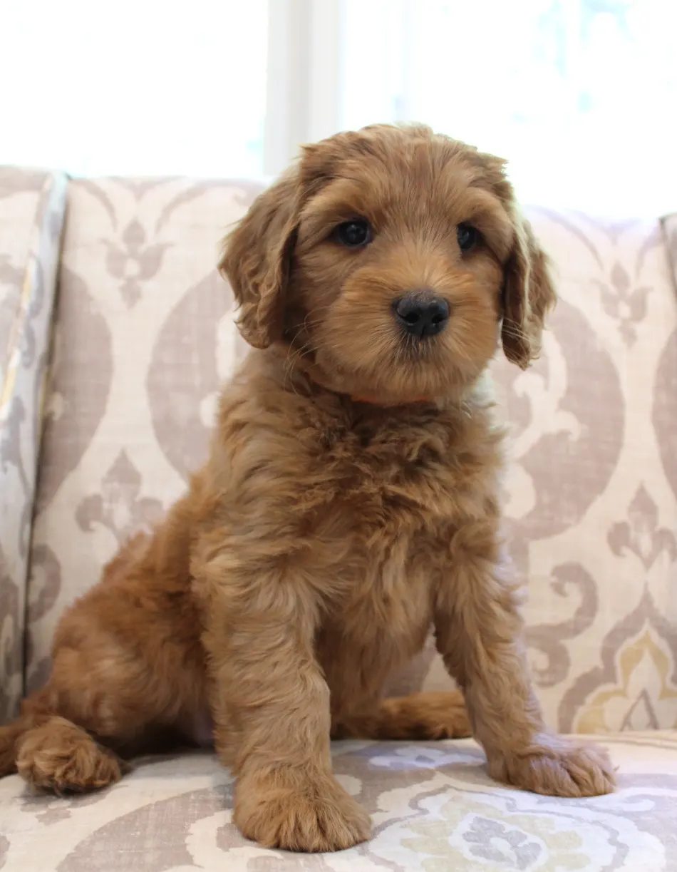Hazel and Barkley’s puppies are home
