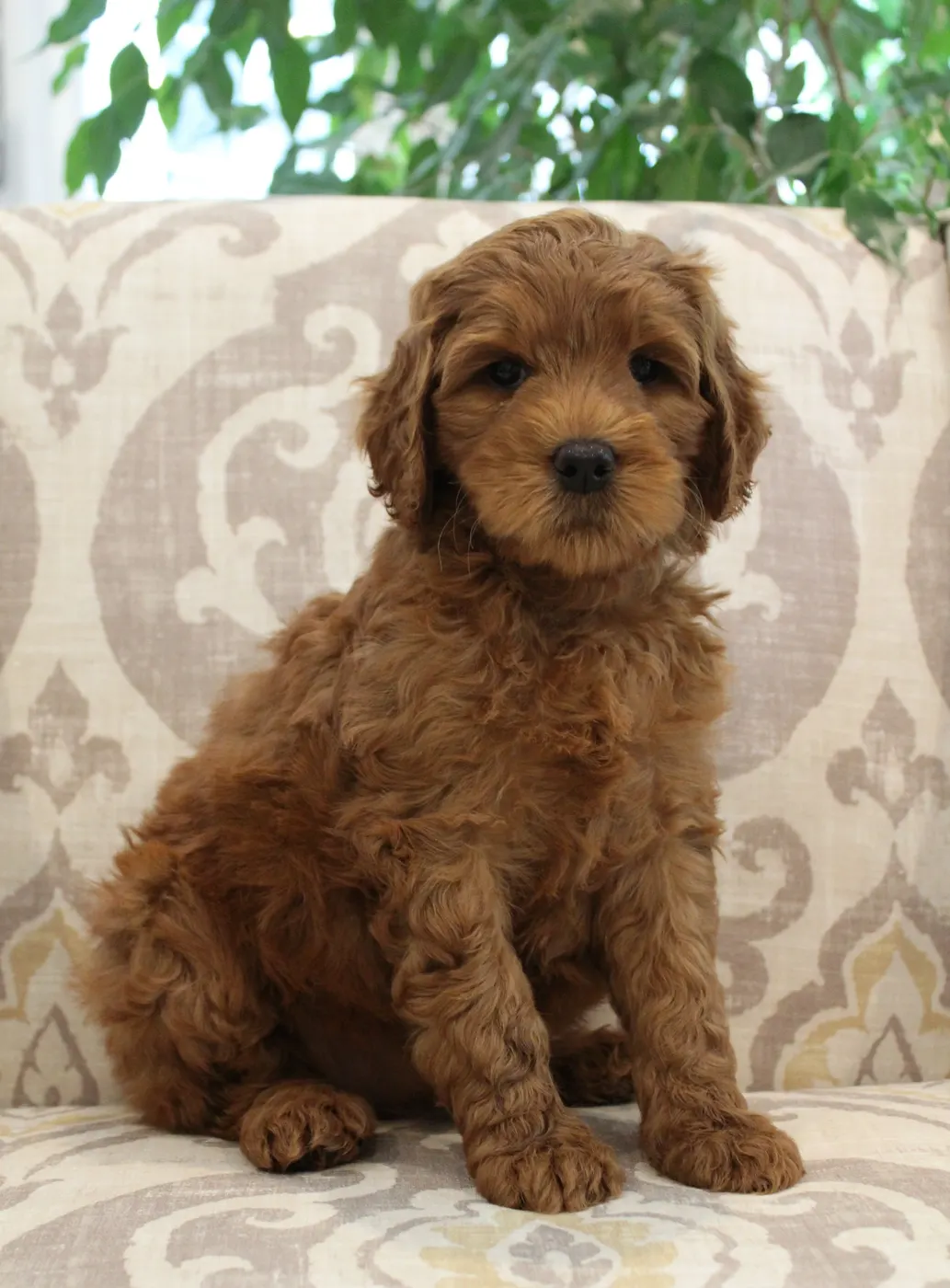 Bella and Barkley’s pups are home