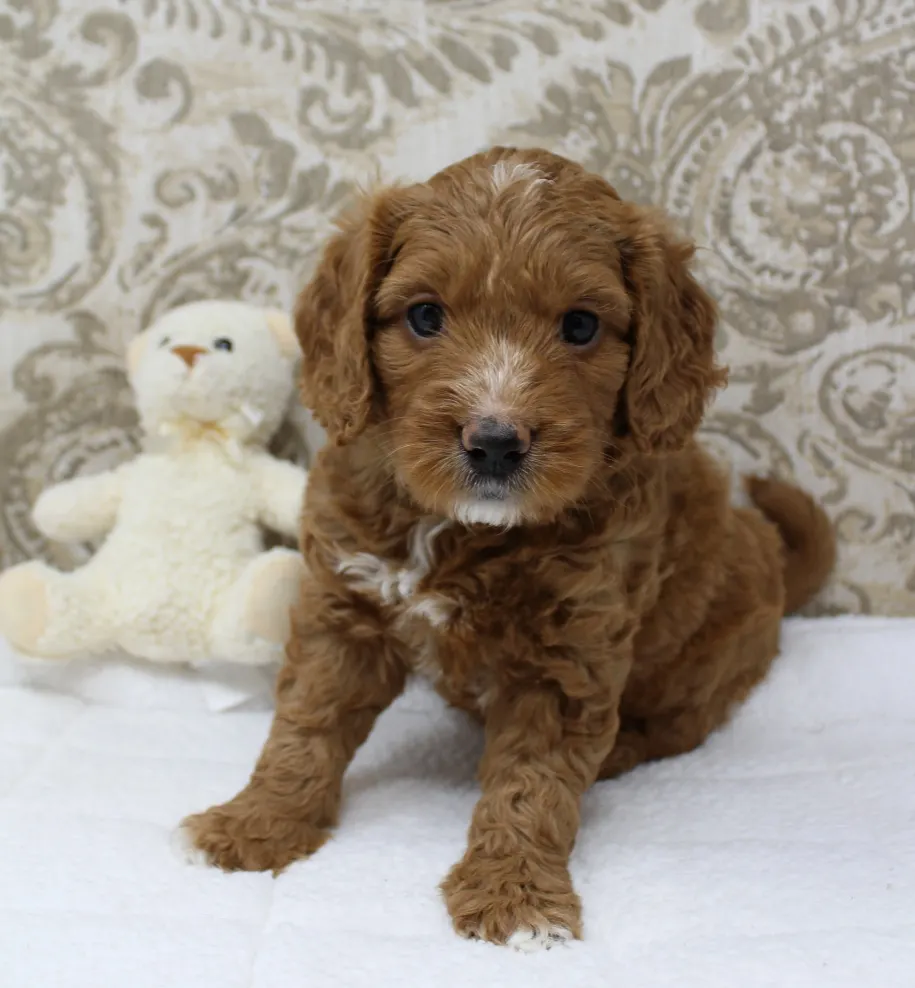 Gretel and Gunner’s puppies are home