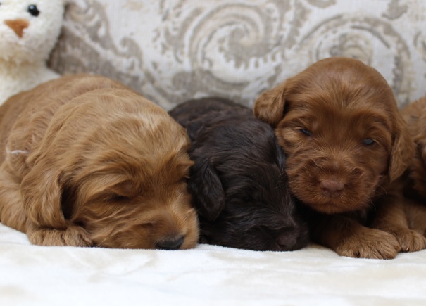 Gracie and Barkley’s litter is home