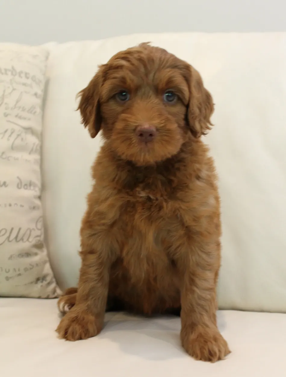 Oregon Puppy Culture breeder labradoodle puppies