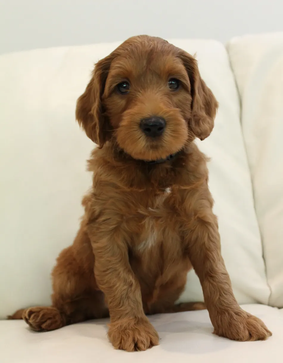 black labradoodle puppies available