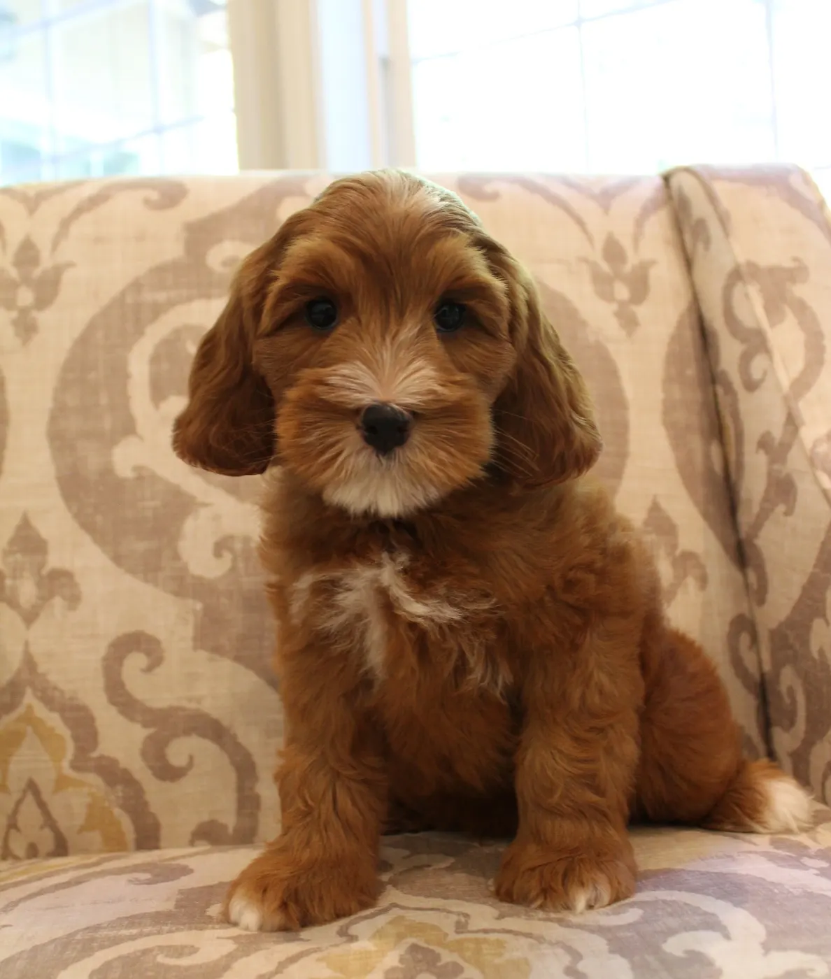 Ally and Watson’s litter is home